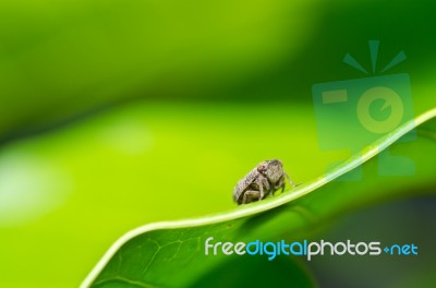 Aphid Insect In Green Nature Stock Photo