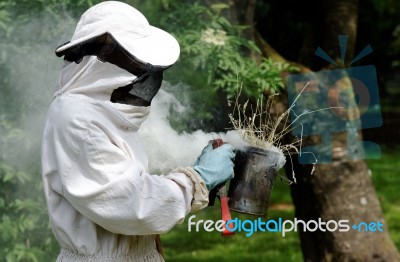 Apiarist at work Stock Photo