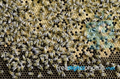 Apiary Stock Photo