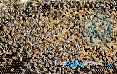 Apiculture Stock Photo