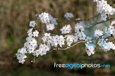 Apple Blossom Stock Photo