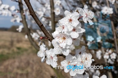 Apple Blossom Stock Photo