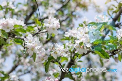 Apple Flowers Blossom In Spring Time With Green Leaves Nature  Stock Photo