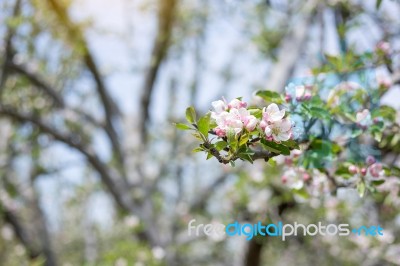 Apple Flowers Blossom In Spring Time With Green Leaves Nature  Stock Photo