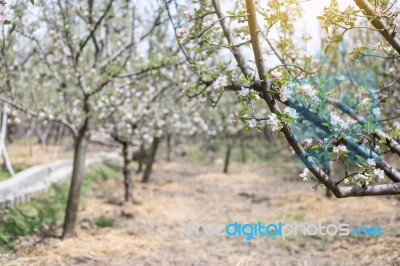 Apple Flowers Blossom In Spring Time With Green Leaves Nature  Stock Photo