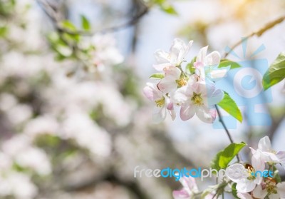 Apple Flowers Blossom In Spring Time With Green Leaves Nature  Stock Photo