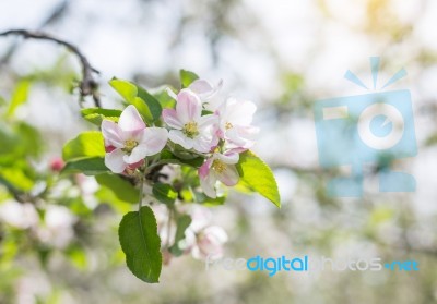 Apple Flowers Blossom In Spring Time With Green Leaves Nature  Stock Photo