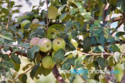 Apple Fruit Garden Stock Photo