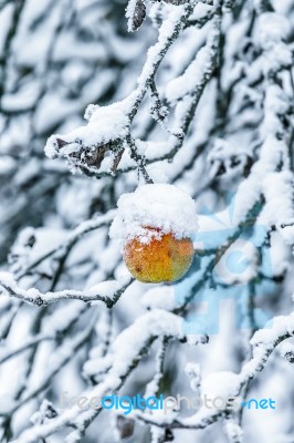 Apple On A Branch Covered With Snow Stock Photo