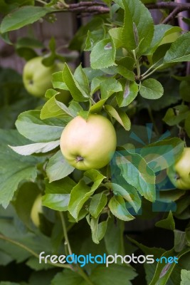 Apple On Branch-england Stock Photo