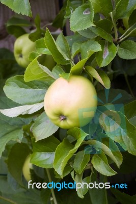 Apple On Branch-england Stock Photo