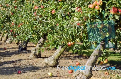 Apple Orchard Stock Photo