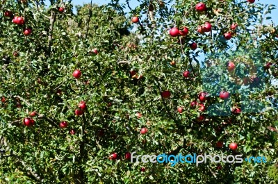 Apple Tree Stock Photo