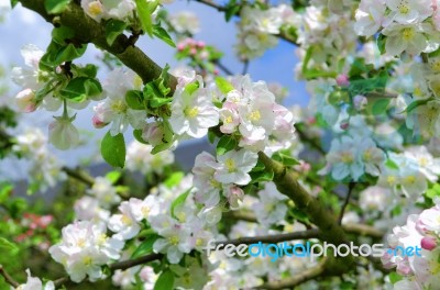 Apple Tree Stock Photo