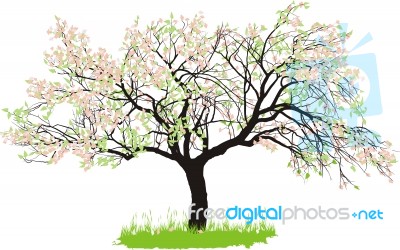 Apple Tree In Spring Stock Image