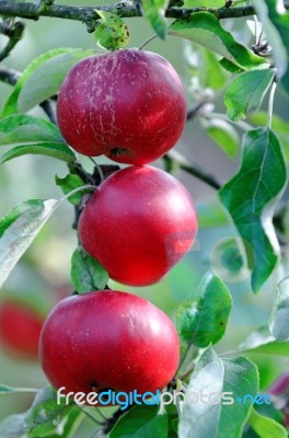 Apples Stock Photo