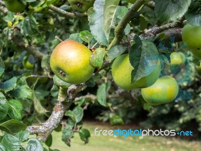 Apples Ripening On The Bough Stock Photo