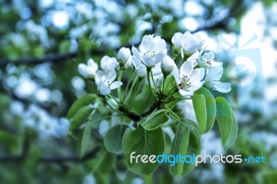 Apricot Tree Blossom Stock Photo