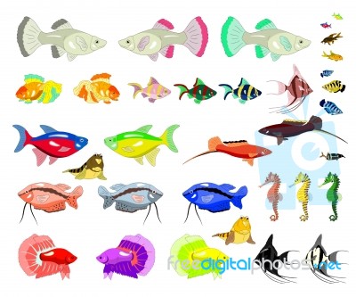 Aquarium Fish Isolated On White Background Stock Image