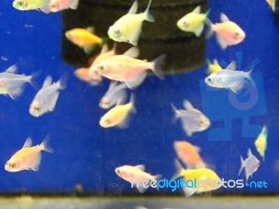 Aquarium Fish Swim In A Decorative Pond Stock Photo