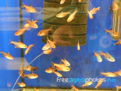 Aquarium Fish Swim In A Decorative Pond Stock Photo