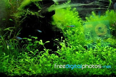 Aquarium With Fish Stock Photo