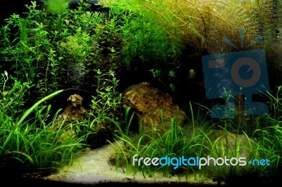 Aquarium With Fish Stock Photo