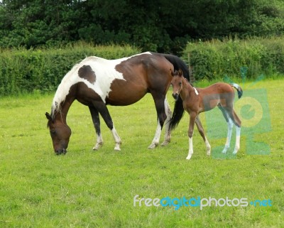 Arab Mare And Foal Stock Photo