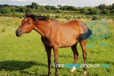 Arabian Horse Stock Photo