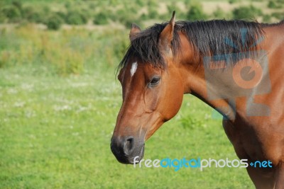 Arabian Horse Stock Photo