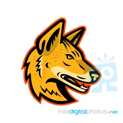 Arabian Wolf Head Mascot Stock Image