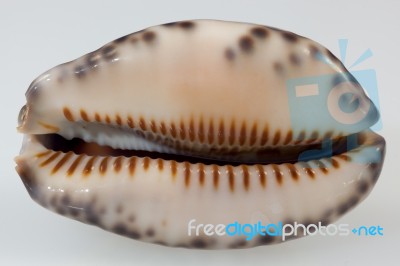 Arabica Cowrie Seashell Stock Photo