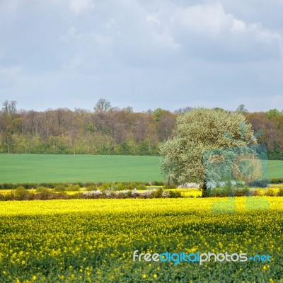 Arable Farmland In Cambridgeshire On A Sunny Spring Day Stock Photo