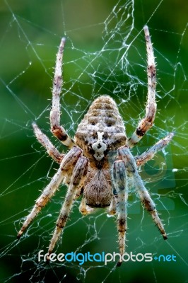 Araneus Angulatus Stock Photo