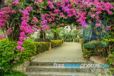 Arbour Of Flower Stock Photo