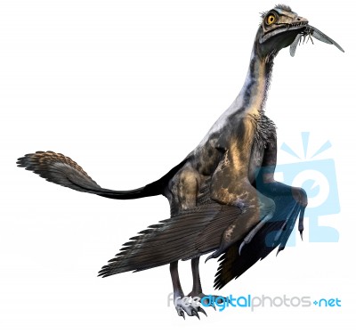 Archaeopteryx Stock Image