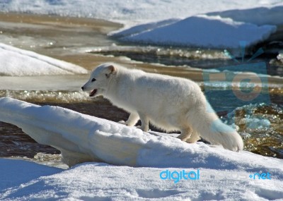 Arctic Fox Stock Photo