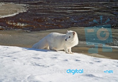 Arctic Fox Stock Photo