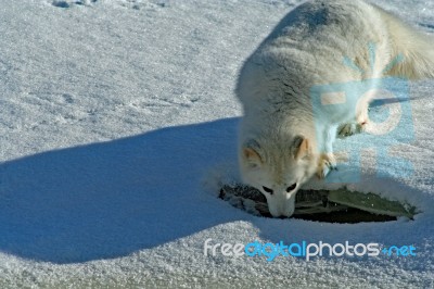 Arctic Fox Stock Photo