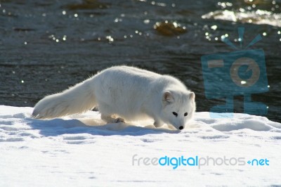 Arctic Fox In The Snow Near A River Stock Photo