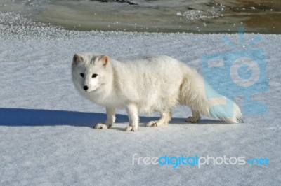 Arctic Fox In The Snow Near A River Stock Photo