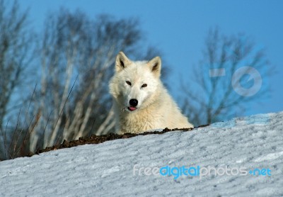 Arctic Wolf Stock Photo