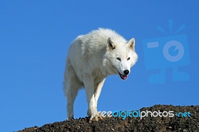 Arctic Wolf Stock Photo