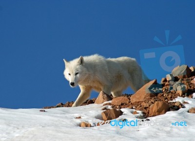 Arctic Wolf Stock Photo