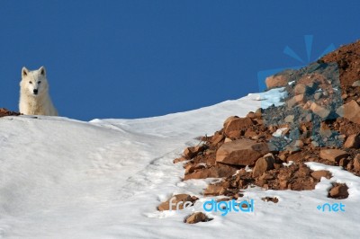 Arctic Wolf Peeking Over Snowy Hill Stock Photo