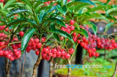 Ardisia Crenata ( Myrsinaceae ) Stock Photo