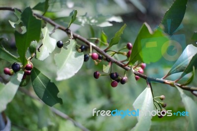 Ardisia Polycephala Stock Photo