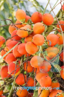 Are-ca Nut Palm On Tree Stock Photo