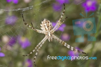 Argiope Lobata Stock Photo