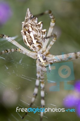 Argiope Lobata Stock Photo